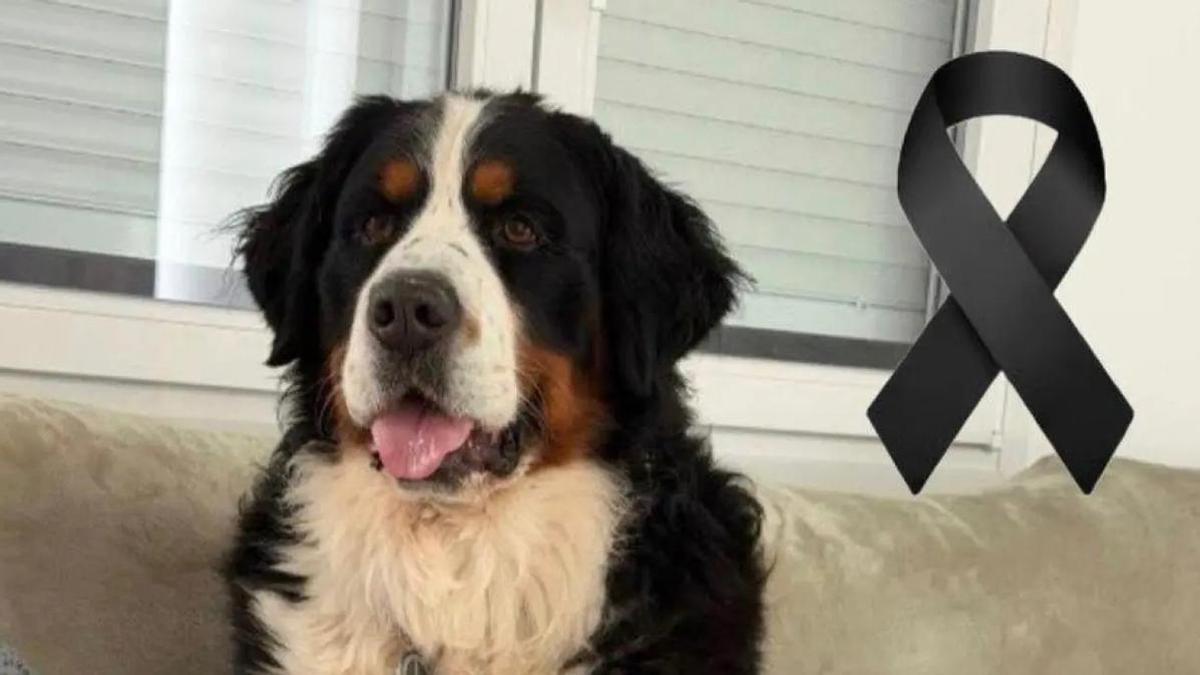 Cairo, el perro fallecido.