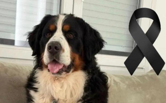 Cairo, el perro fallecido.