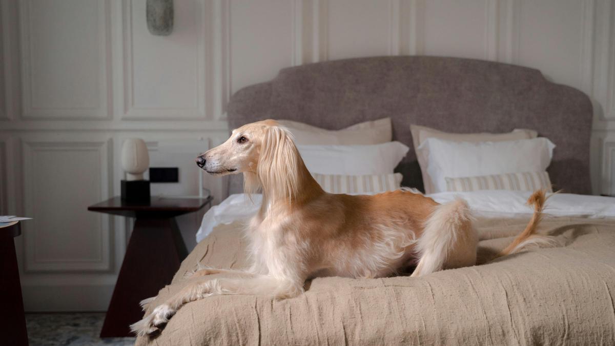 Afghan Hound
