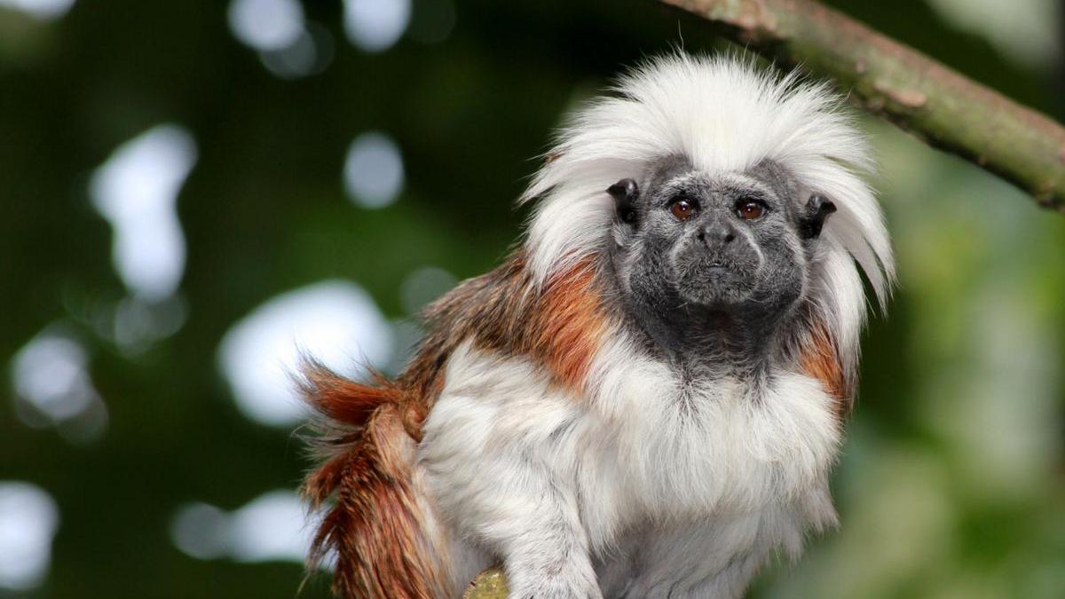 Algunos de los primates rescatados son titís piel roja.