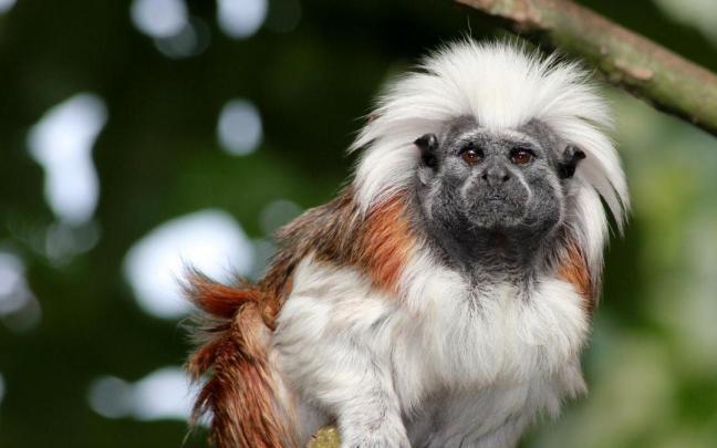 Algunos de los primates rescatados son titís piel roja.