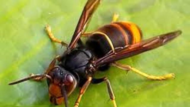 La avispa asiática es una especie invasora y una amenaza directa para la biodiversidad y el equilibrio de los ecosistemas