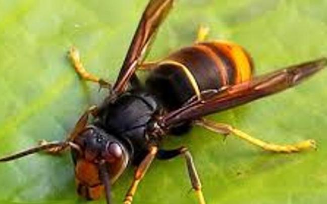 La avispa asiática es una especie invasora y una amenaza directa para la biodiversidad y el equilibrio de los ecosistemas