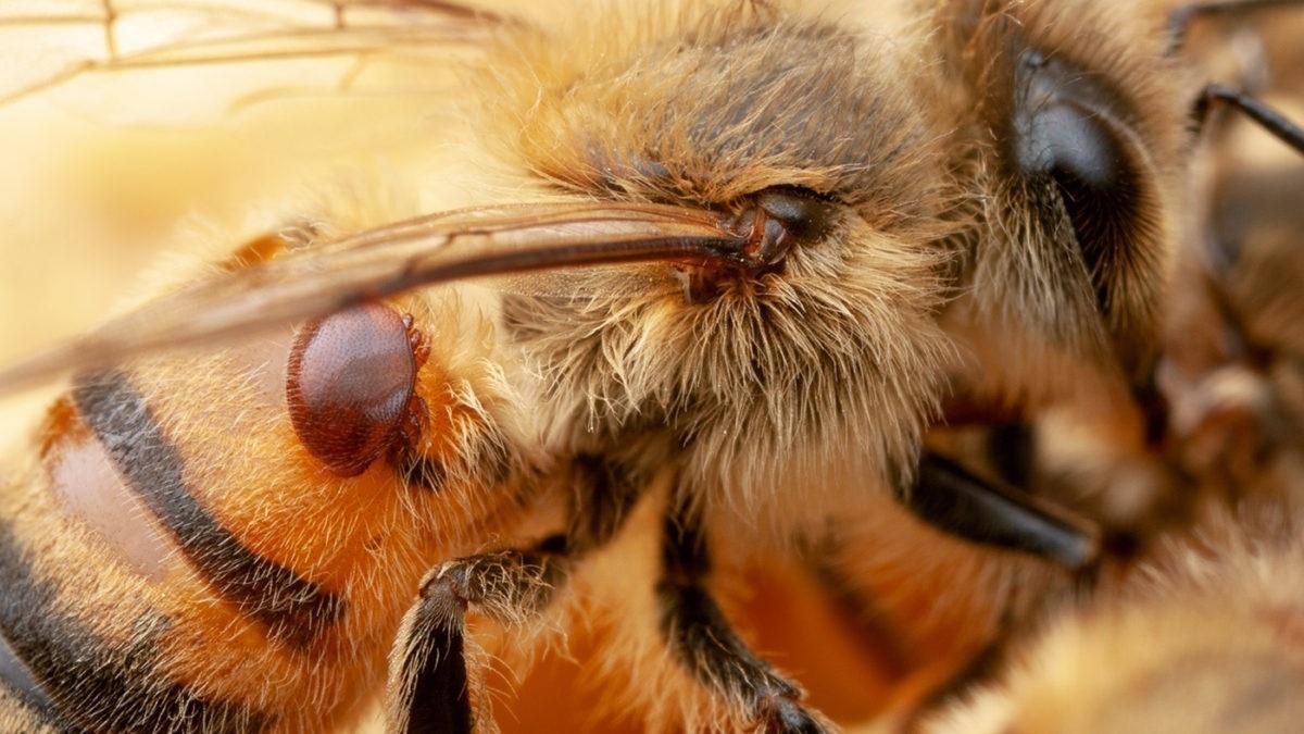 Un ácaro varroa se adhiere a una abeja