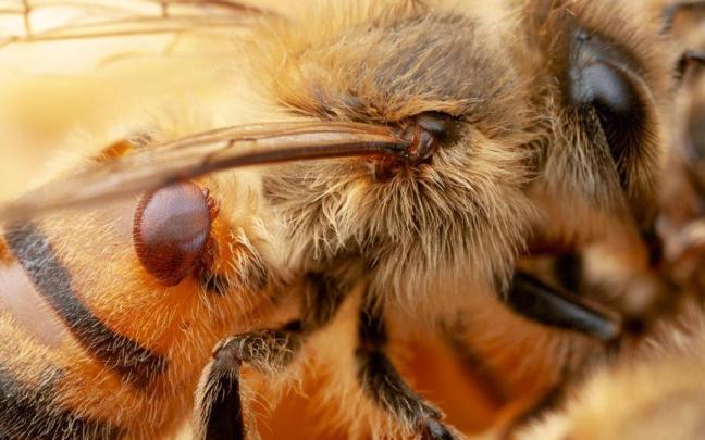 Un ácaro varroa se adhiere a una abeja Un ácaro varroa se adhiere a una abeja