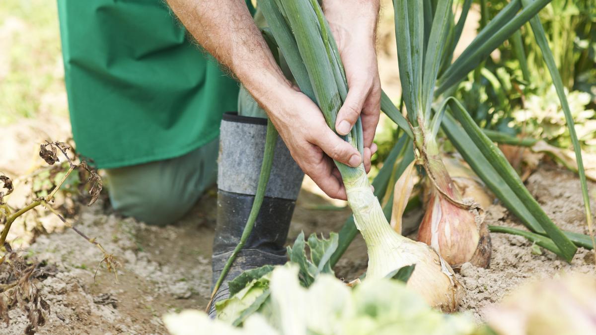 Un agricultor trabajando con la cosecha de cebollas.