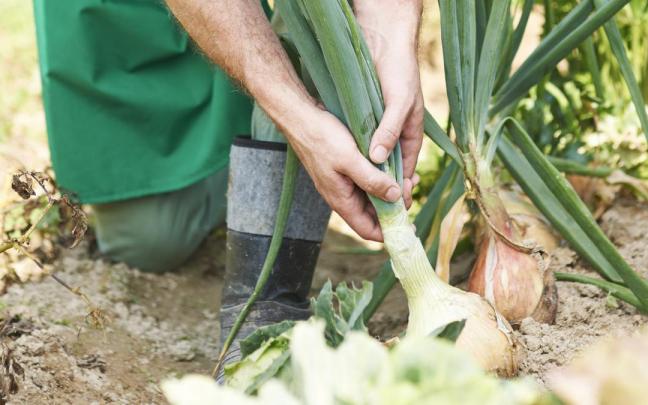 Un agricultor trabajando con la cosecha de cebollas.