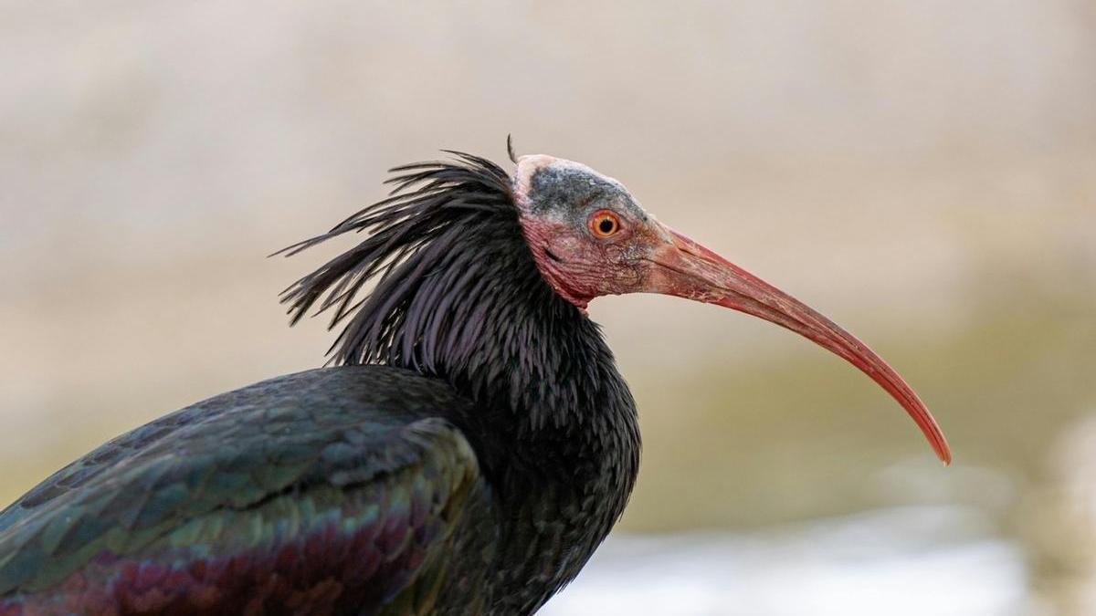 Un ave ibis eremitas.