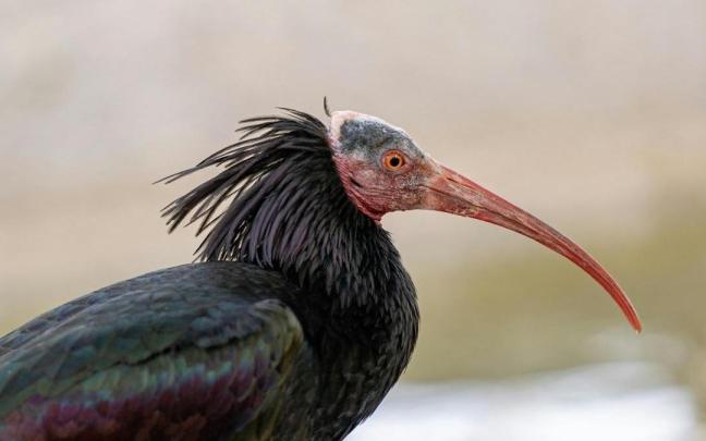 Un ave ibis eremitas.