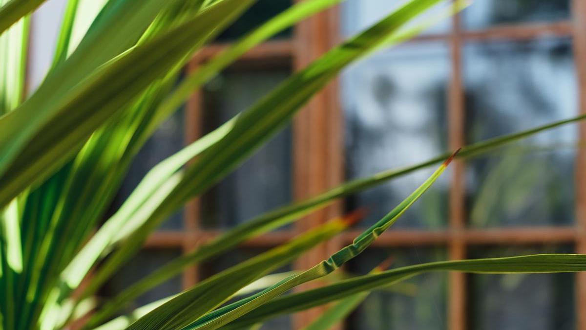 La citronela, también conocida como lemongrass o hierba limón, es una planta herbácea perenne originaria del sudeste asiático, conocida por su fragancia cítrica intensa y agradable.