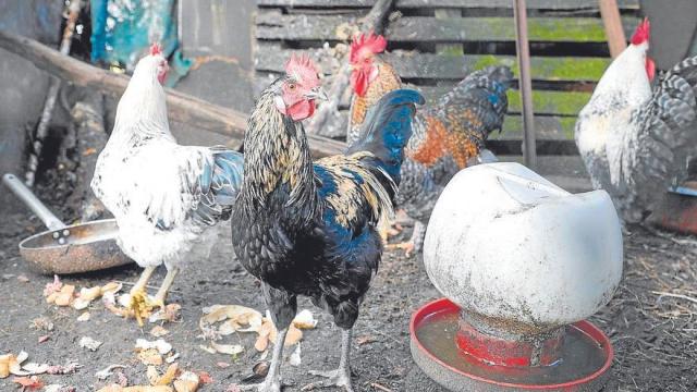 Aves de corral en una aldea de Galicia, autonomía donde se han detectado focos de gripe aviar.