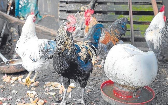 Aves de corral en una aldea de Galicia, autonomía donde se han detectado focos de gripe aviar.