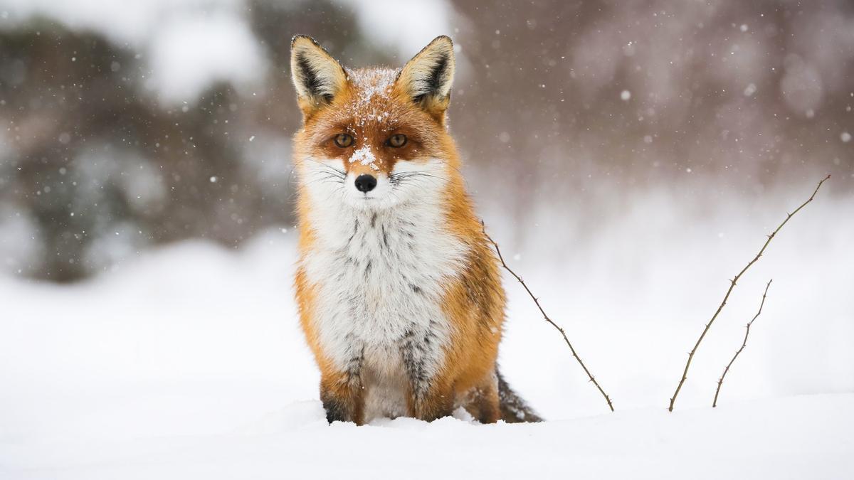 Un ejemplar de zorro, sentado sobre la nieve.