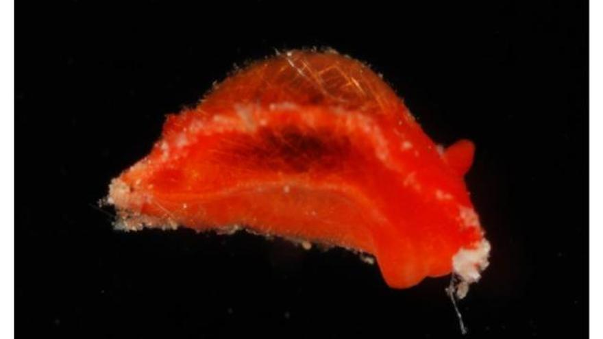 Nueva especie de Aldisa Bergh, 1878 (Mollusca:Nudibranchia), de color rojo vivo, dedicada al arquero de la seleccion de Cabo Verde en su debut mundialista, con algunos comentarios taxonómicos.