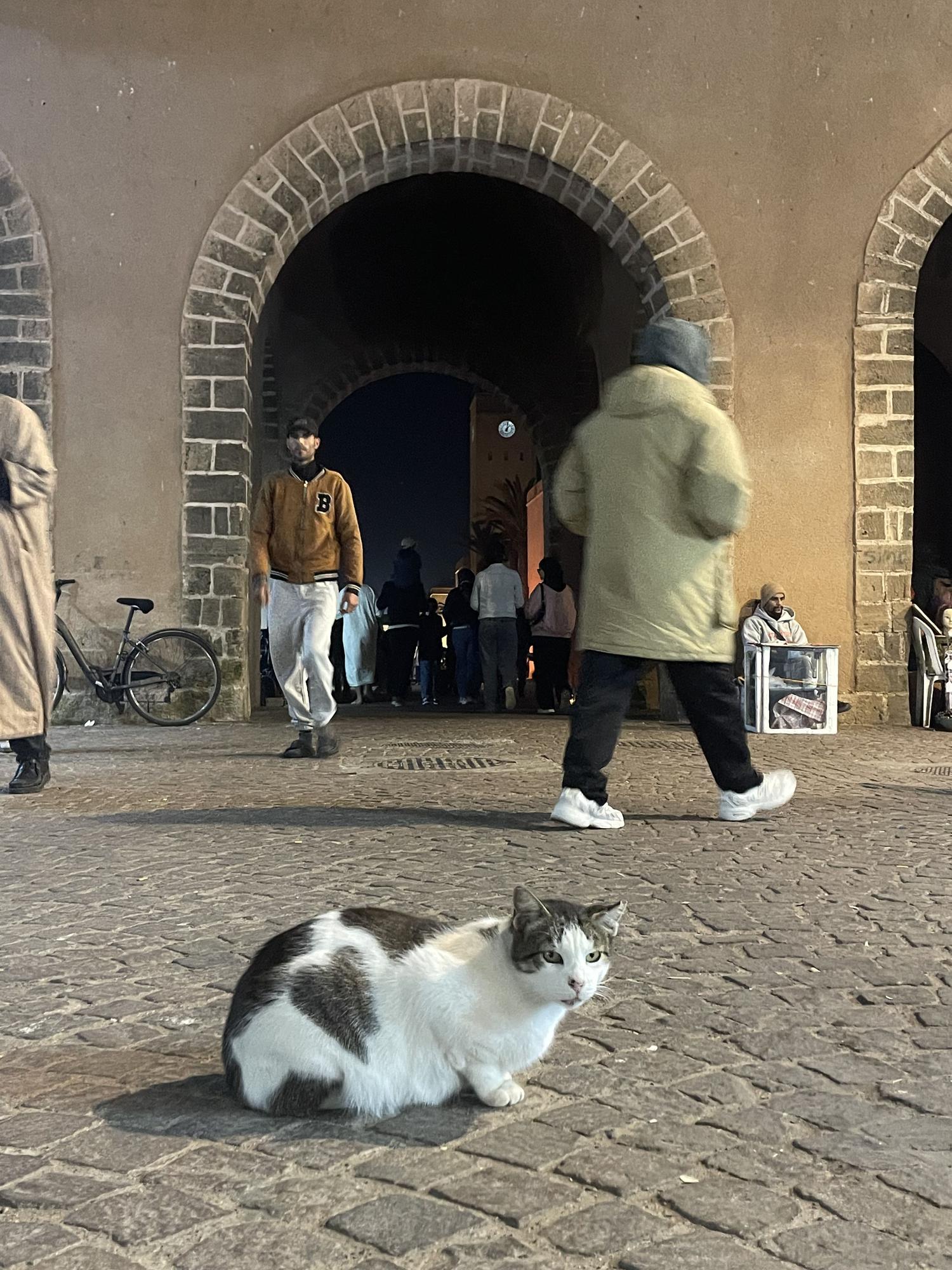 Los gatos se han convertido en los amos de las calles.
