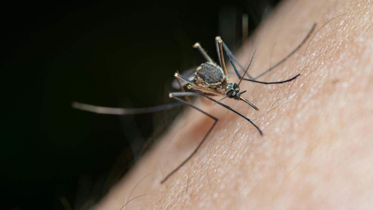 Un mosquito pica a una persona
