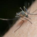 Un mosquito pica a una persona