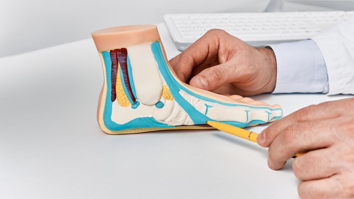 Los pies son la base de soporte del cuerpo, donde “empiezan y acaban” las funciones de nuestro aparato locomotor.