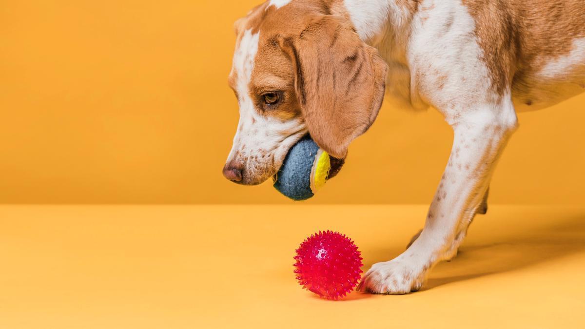 Perro jugando con dos pelotas.