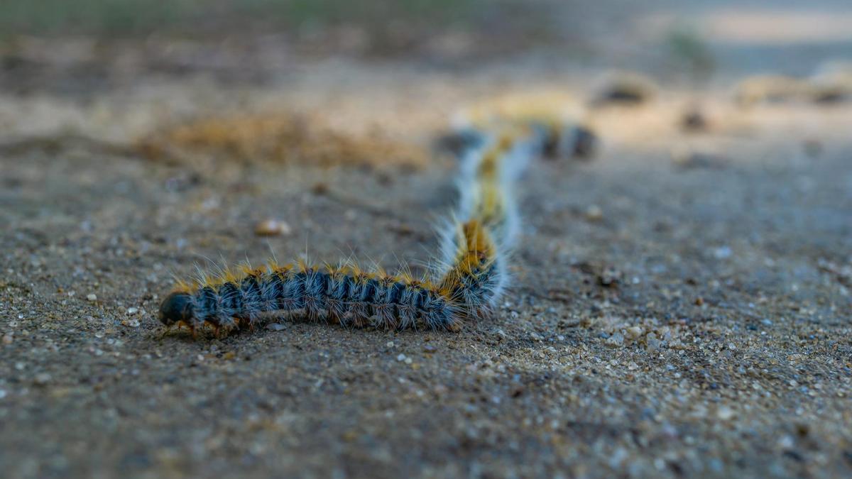 Una fila de orugas procesionarias buscan un lugar donde entrerrarse.