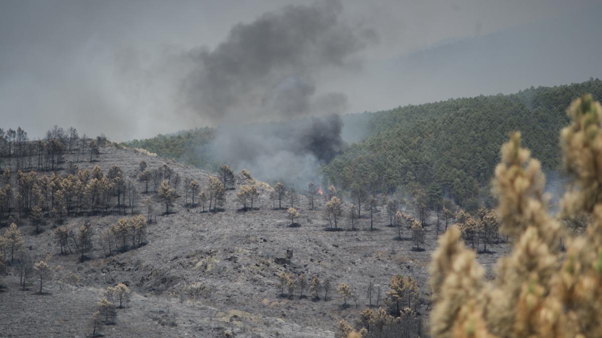 Extensión forestal quemada en La Mierla, Guadalajara