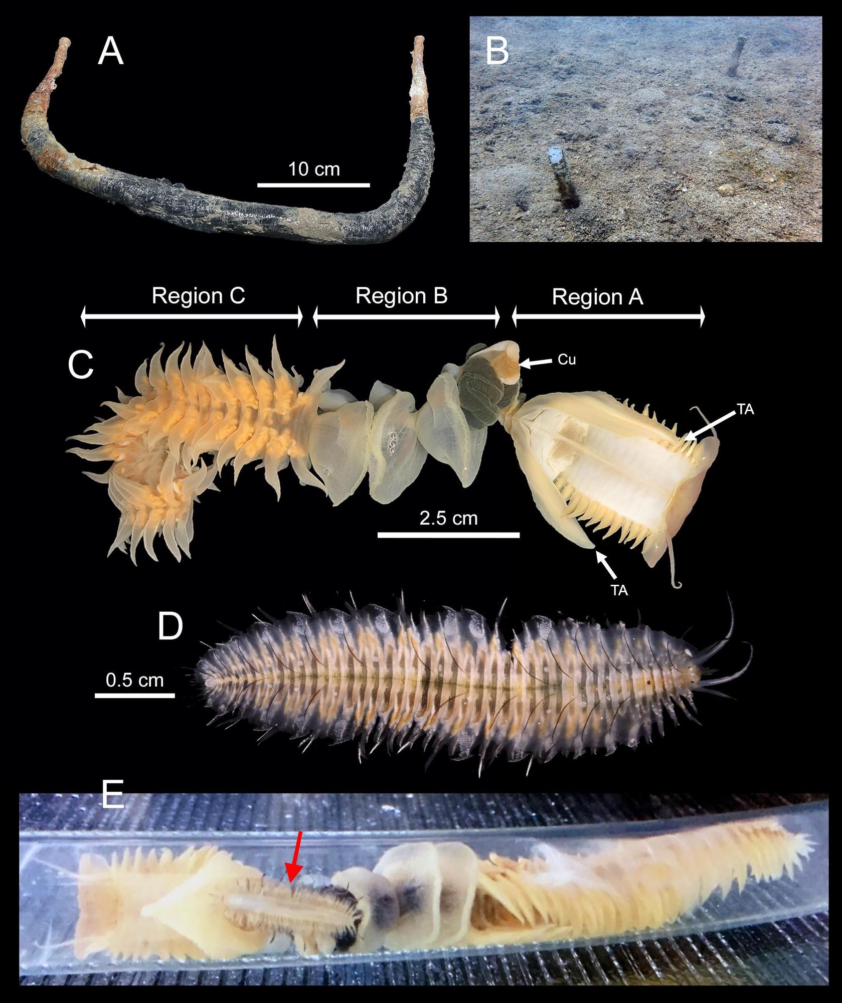 Este anélido está emparentado con linajes que habitan las profundidades abisales del Pacífico y la plataforma continental de la Antártida