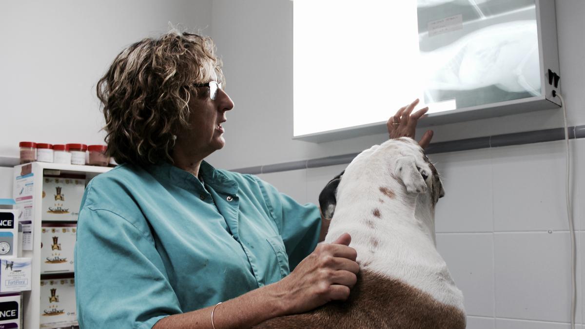 Imagen de recurso de una veterinaria