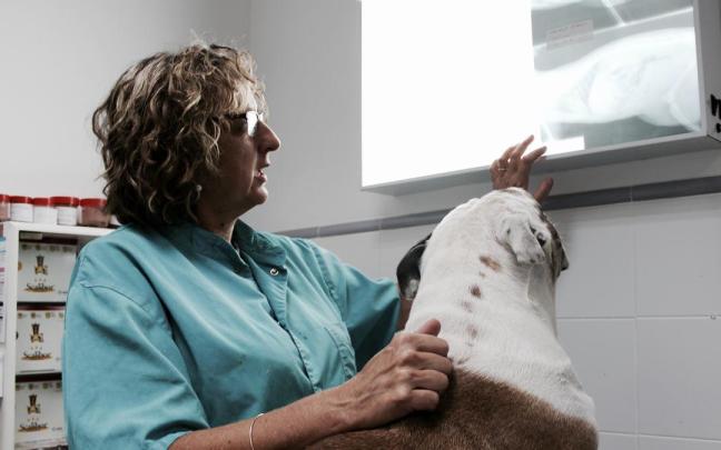 Imagen de recurso de una veterinaria