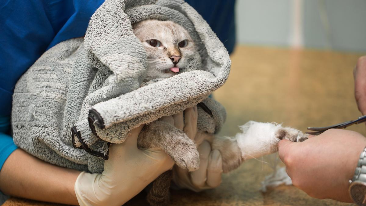 La técnica del 'burrito' permite que el gato esté más relajado y cómodo durante la manipulación veterinaria.