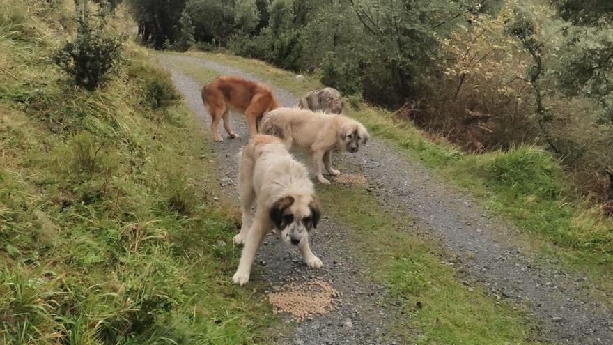 Perros del ganadero cántabro que ha denunciado a una tiktoker por robarle un mastín.