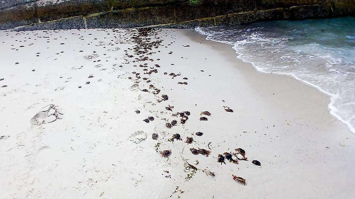 Miles de cangrejos cubren las playas de las Islas Cíes