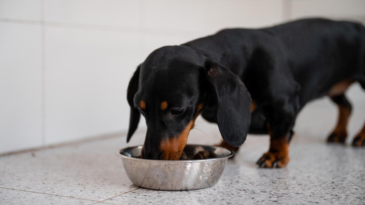 Los perros pequeños apenas necesitan que se eleve el plato de su comida.