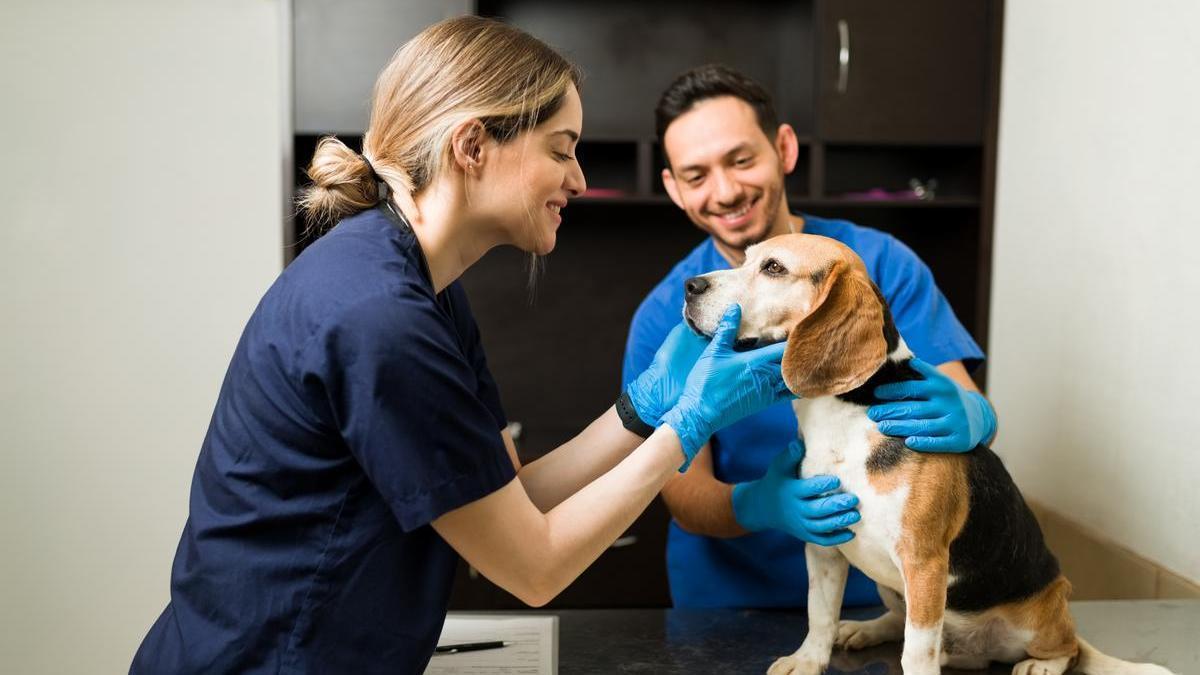 Perro en la consulta con dos veterinarios.