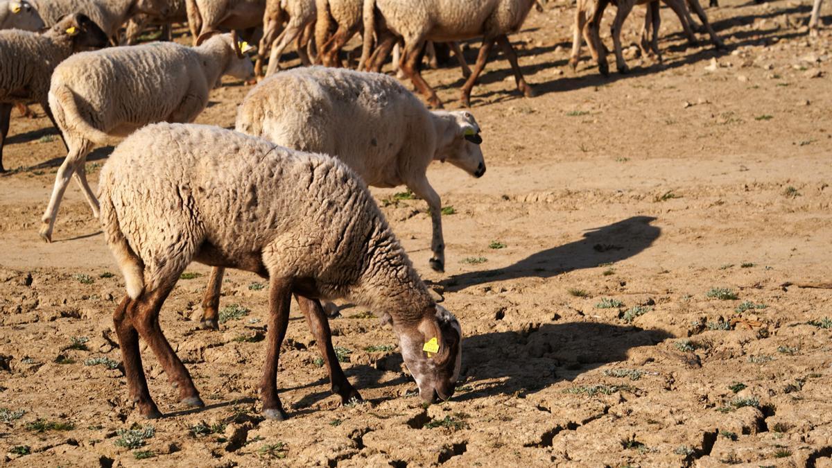 Las ovejas sufren las consecuencias de la ausencia de agua en el embalse de Guadalteba a causa de la extrema sequía