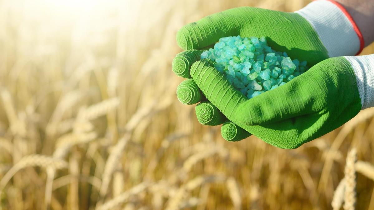 Un agricultor sostiene un puñado de fertilizante agrícola.