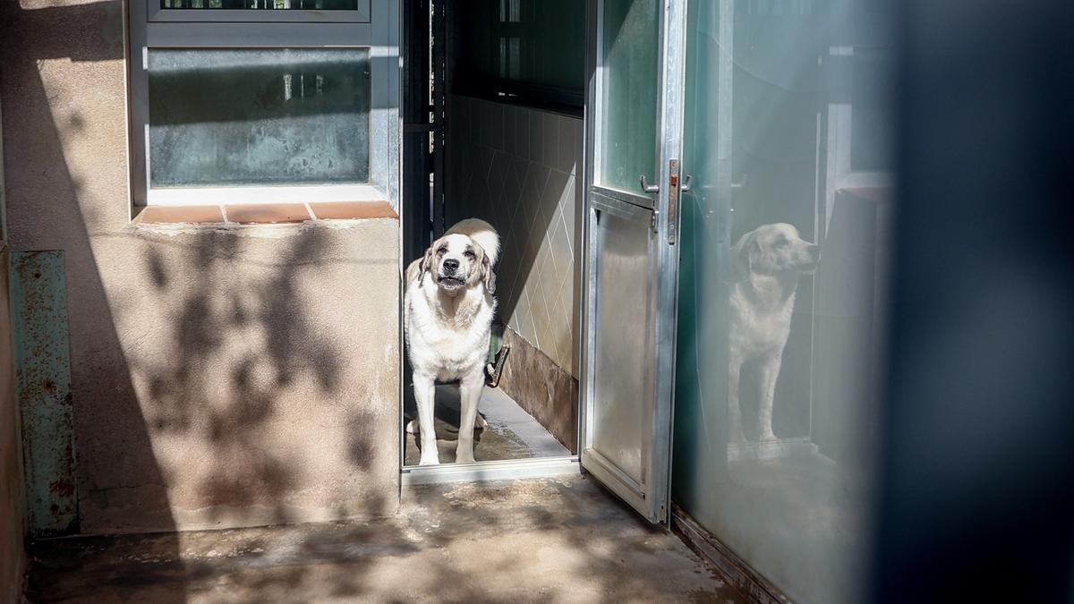 Un perro en un centro de acogida en una imagen de archivo