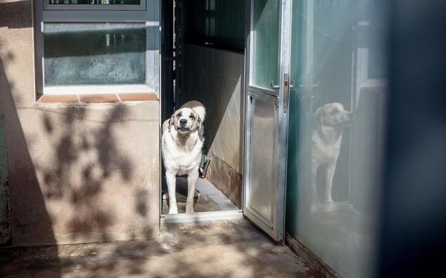 Un perro en un centro de acogida en una imagen de archivo Un perro en un centro de acogida en una imagen de archivo