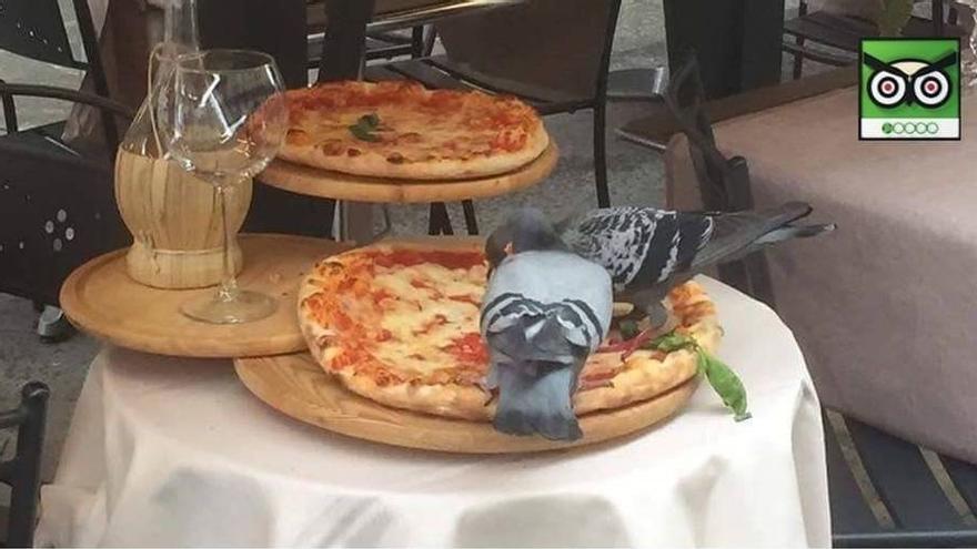 La imagen adjuntada en la reseña, en la que se puede ver a dos palomas picoteando una pizza.