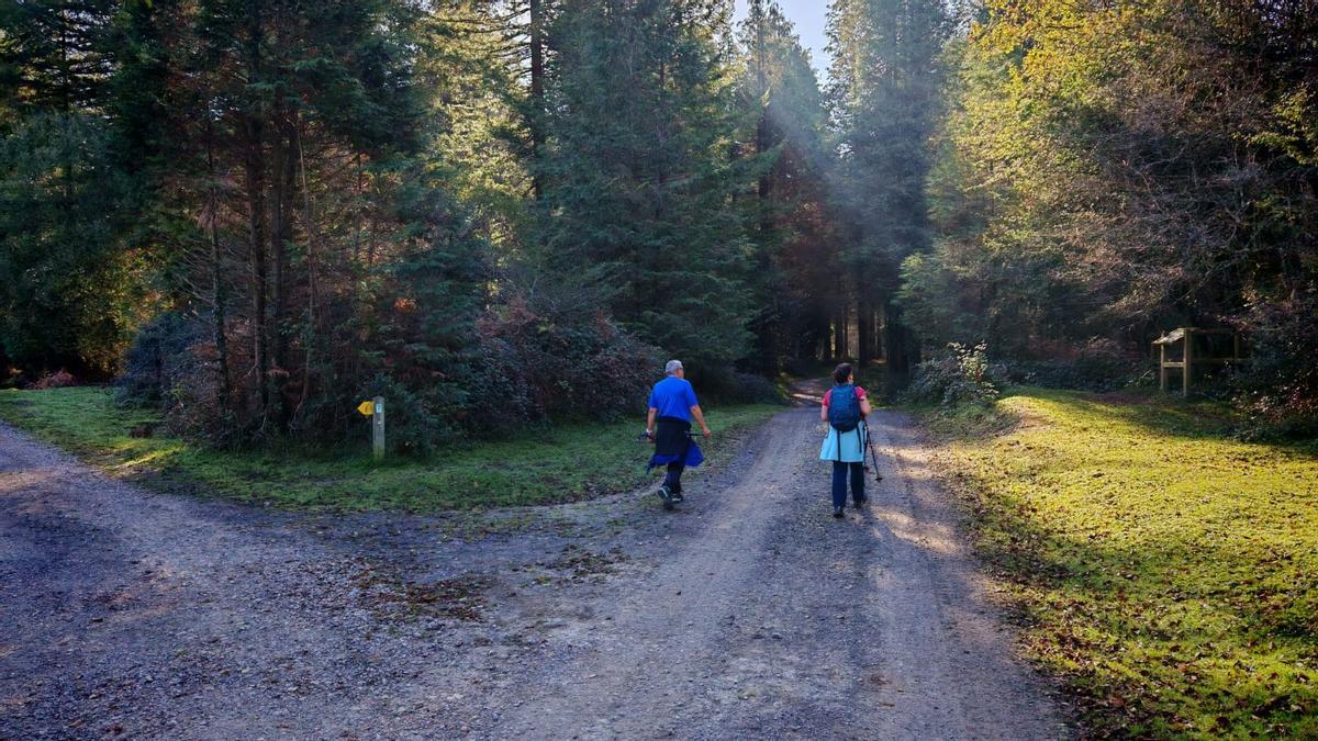 Comenzamos por una pista cómoda al abrigo de los árboles