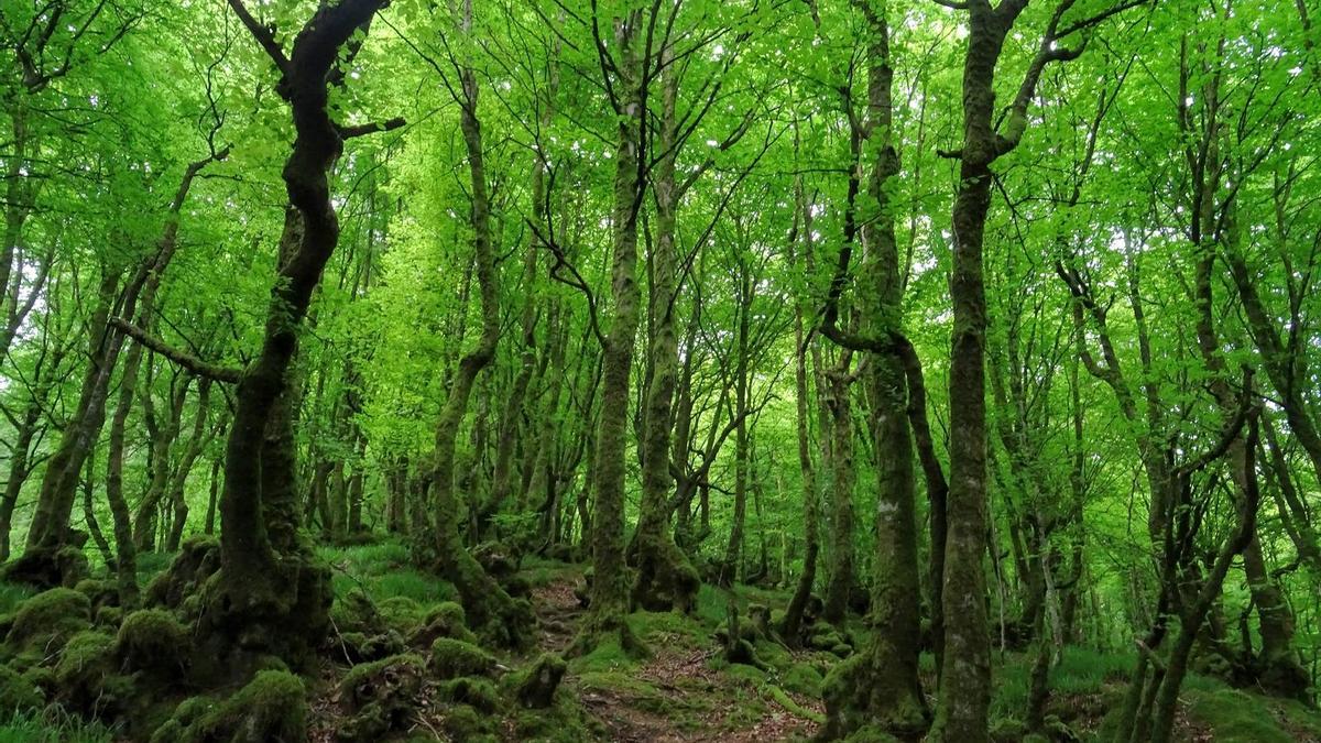 El bosque se hace mágico