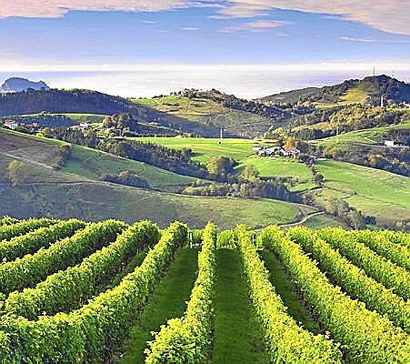 Viñedo de la bodega K5, en el pueblo de Aia.