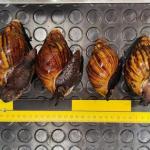 Los 38 caracoles gigantes africanos vivos intervenidos en el aeropuerto de Bilbao. Guardia Civil