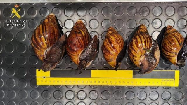 Los 38 caracoles gigantes africanos vivos intervenidos en el aeropuerto de Bilbao. Guardia Civil