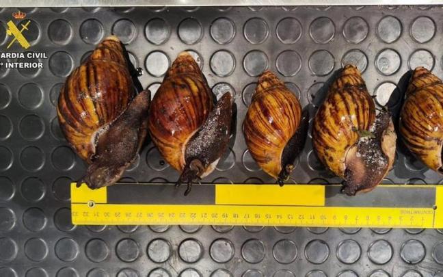 Los 38 caracoles gigantes africanos vivos intervenidos en el aeropuerto de Bilbao. Guardia Civil
