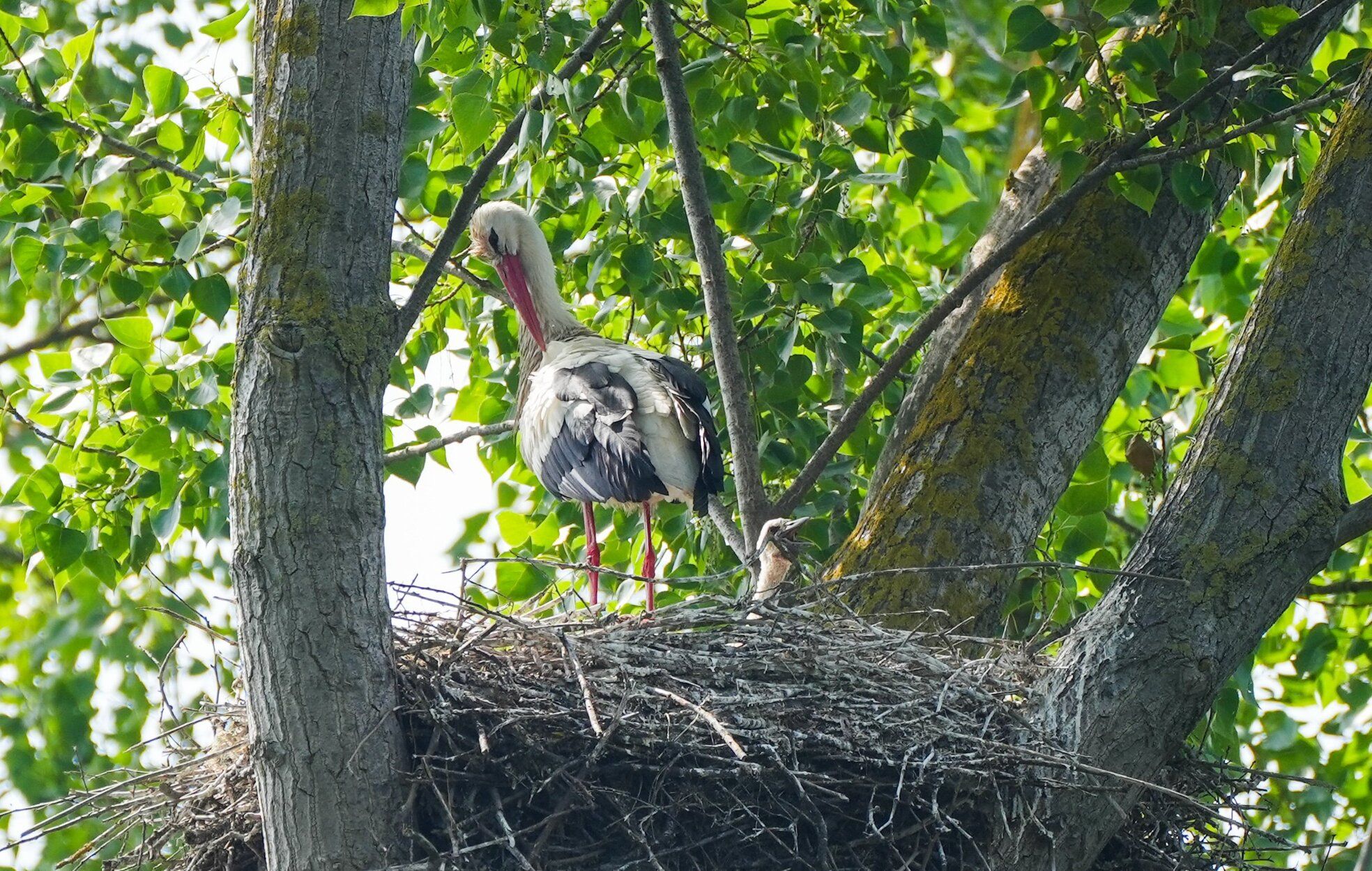 Aves en Salburua.