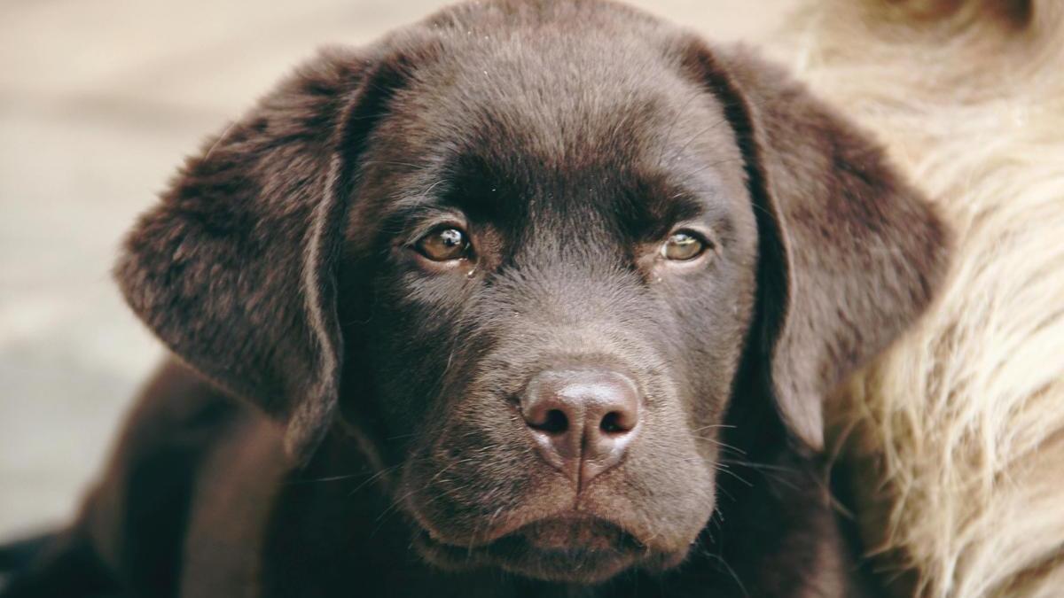Cachorro de labrador de color marrón
