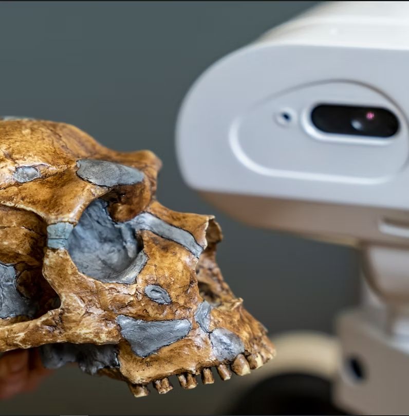 Uno de los robots de Metatool observa el cráneo reconstruido de un neandertal.