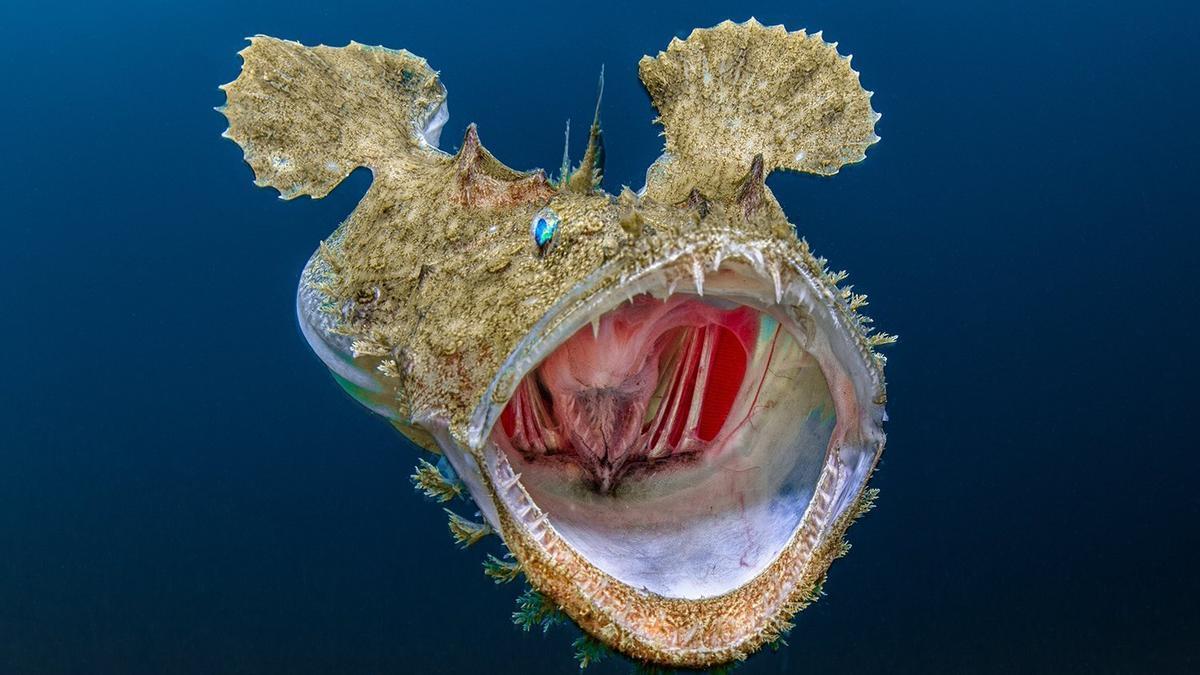 El festival fomenta la conciencia ambiental y la protección del océano.