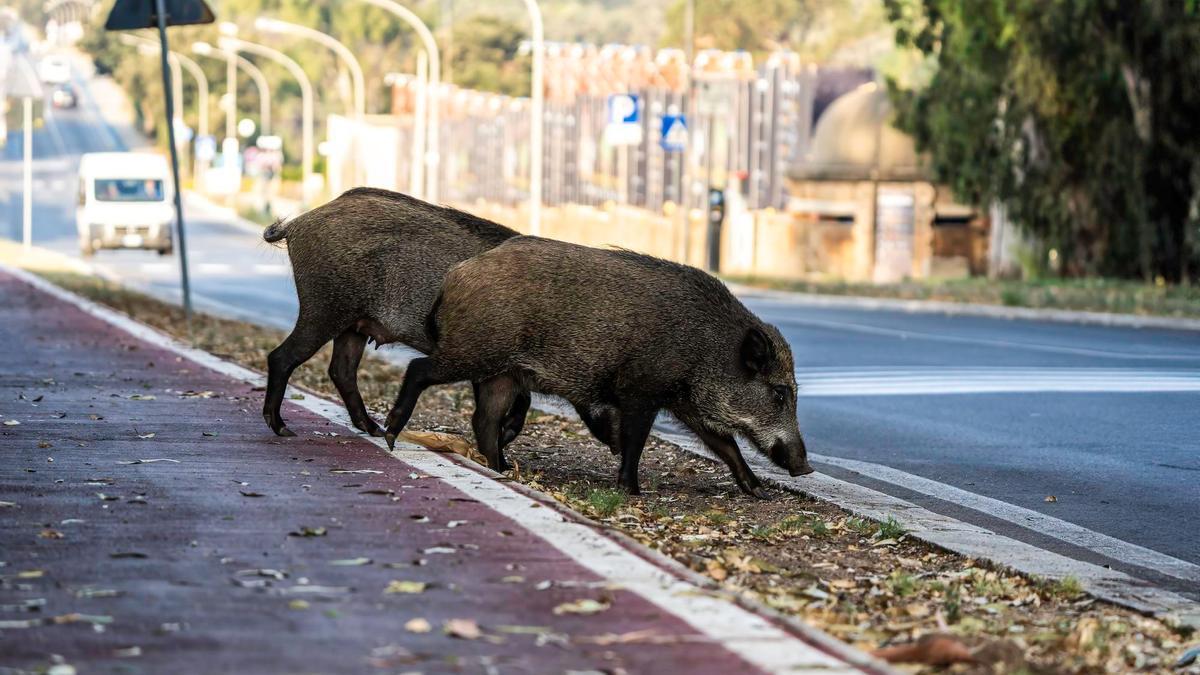 Dos jabalíes irrumpen en la calzada en un entorno urbano.