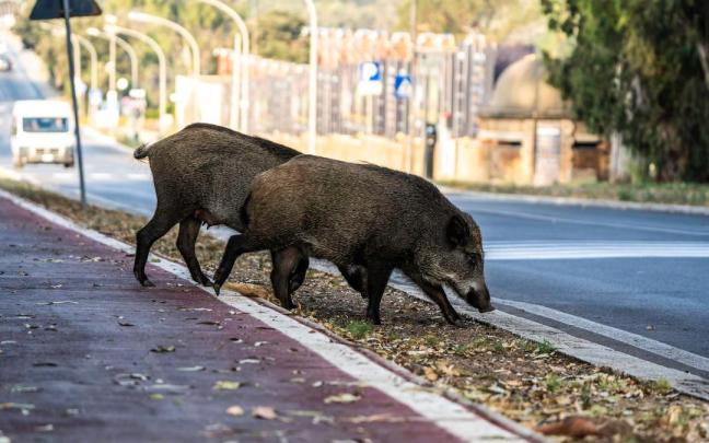 Dos jabalíes irrumpen en la calzada en un entorno urbano. Dos jabalíes irrumpen en la calzada en un entorno urbano.